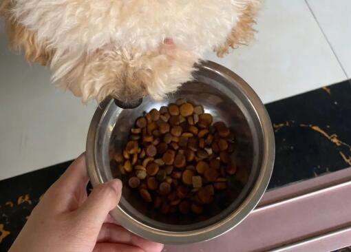 How to identify the authenticity of dog food
