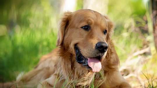 What to do if a golden retriever has a cold and cough