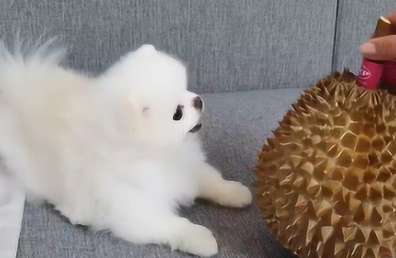 Dogs Can I eat durian?