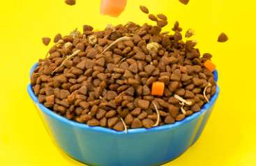 How not to eat soaked dog food?