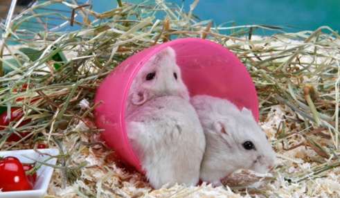 Why do hamsters always like to sleep together