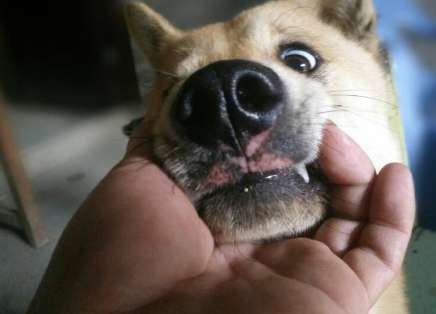 Why Dog's lips will turn black