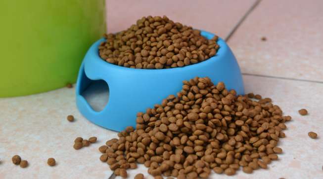 How to preserve dog food without spoiling