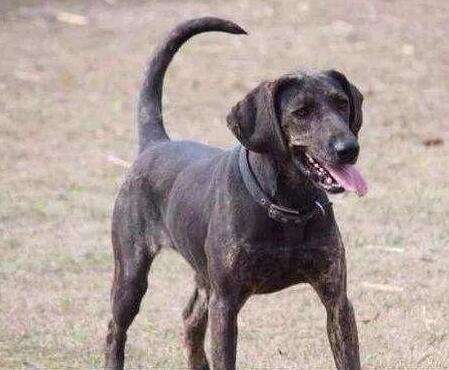 Authentic Plott Hound Pictures