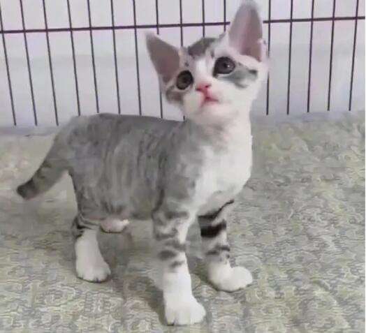 Pictures of hybrid offspring of American Shorthair and German cats