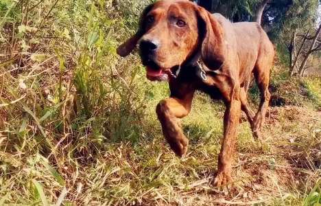 American Plott Hound purebred for sale