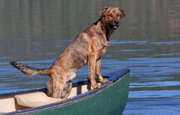 Plott Hound Puppies for Sale