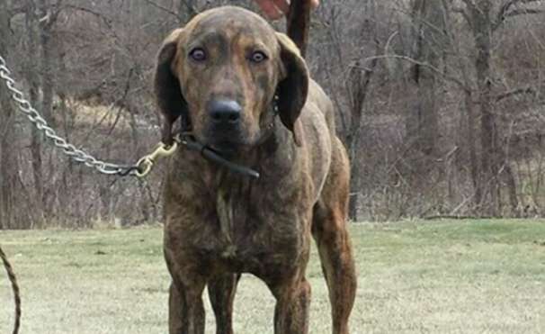 Transfer a six-month-old Plott Hound