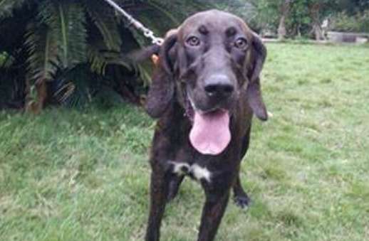  How many months can a Plott Hound find pigs?