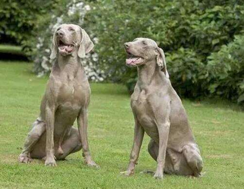 Weimaraner weight picture