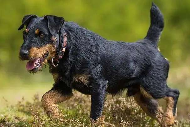 German Terrier Dog Hunting Video