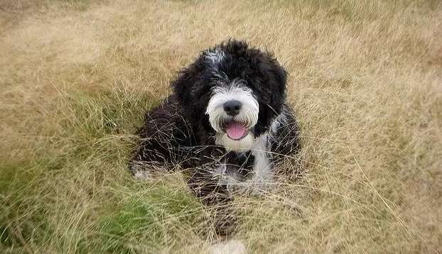 Pictures of 3-month-old Portuguese Water Dog