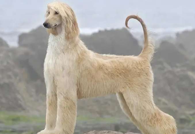 Afghan hound dog