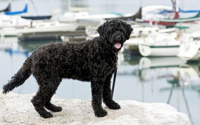 Pictures of Portuguese Water Dog Disadvantages of Feet