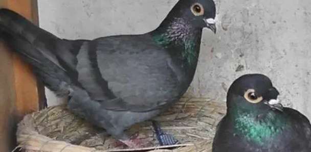 Characteristics of pictures of Lingli Racing Pigeon Tieniu