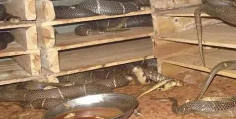 Has snake breeding started on March 1st?