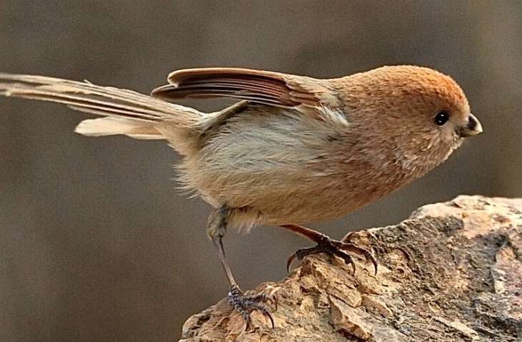 Cage to capture Huangdou Bird Video