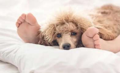 Why does the dog refuse to sleep on the owner’s bed?