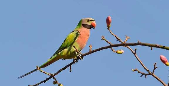 Big scarlet-breasted parrot picture sales phone number