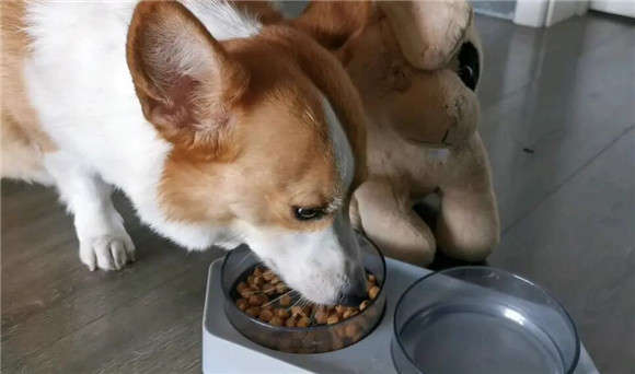 How to avoid dog food not liking it