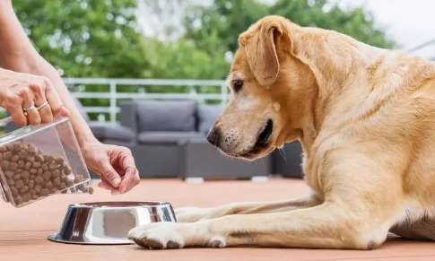 How to train a puppy to wait for meals