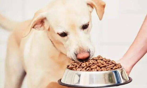 How to promote dog food sellers