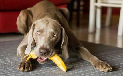 Why Do you want your dog to eat bananas?