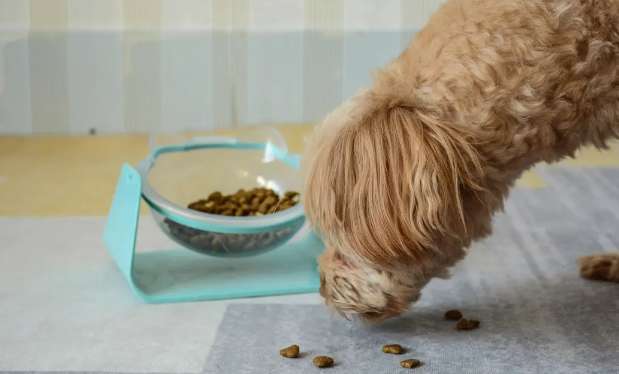 How to make dog food for dogs
