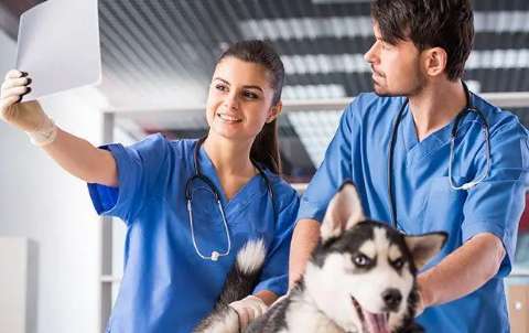 How much is the monthly salary in a pet veterinary store?