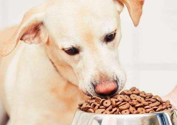 How to buy recommended dog food for domestic dogs
