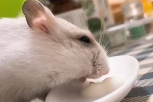 Can hamsters drink yogurt?