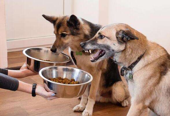 How to make the transition between changing dog food