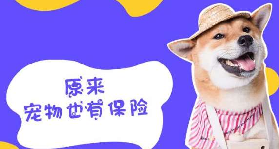 How to cancel Alipay pet insurance?