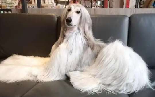 Afghan hound for sale picture gallery