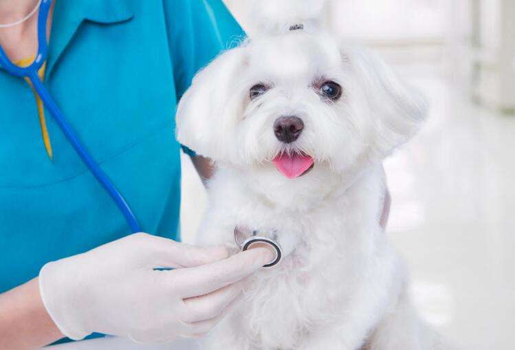 Can a 40-year-old woman learn to be a pet doctor