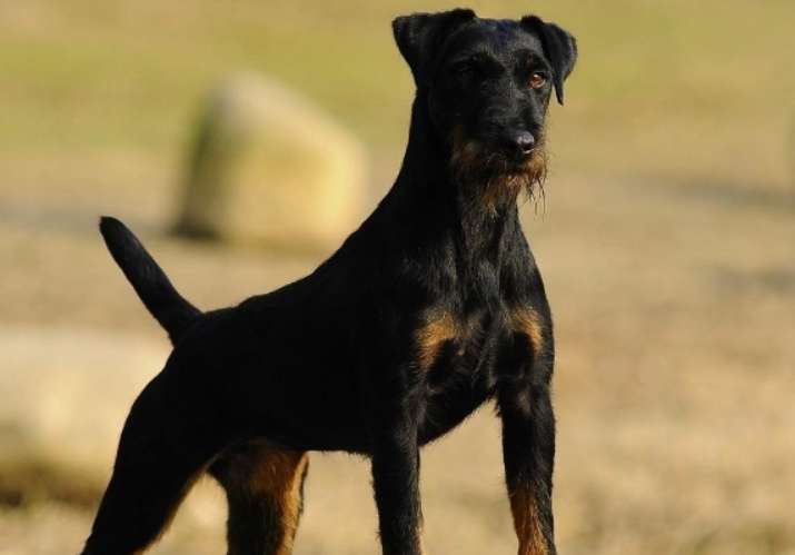 Terrier Dog Training Tracking Video