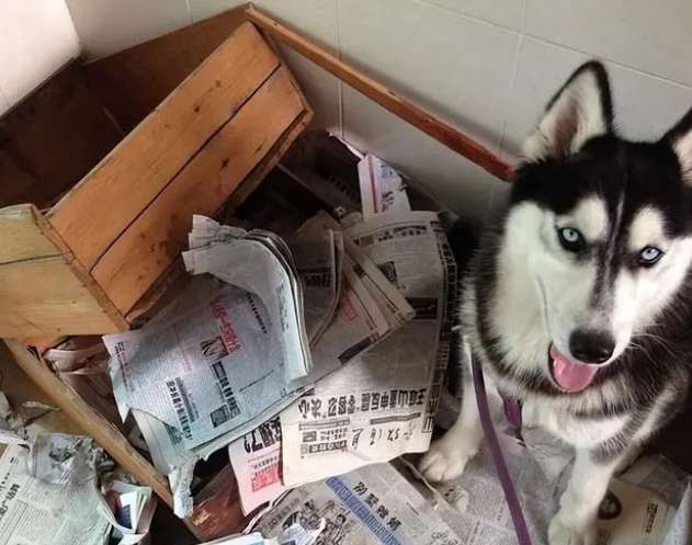 Husky growth chart from 2 to 8 months