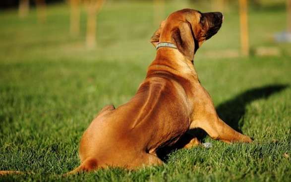 The best hunting dog breeds for sex