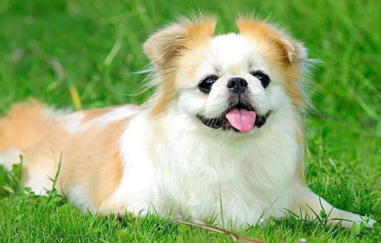 Comprehensive collection of pictures of small Pekingese dogs