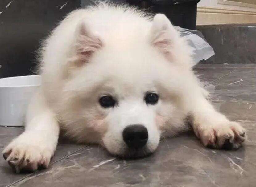 Pictures of Samoyeds from 1 to 6 months old