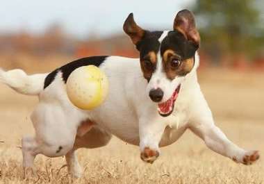 Jack Russell Terrier VS German Hunting Terrier