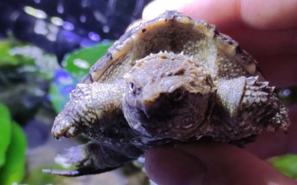 Chinese and American hybrid Buddha snapping turtle adult