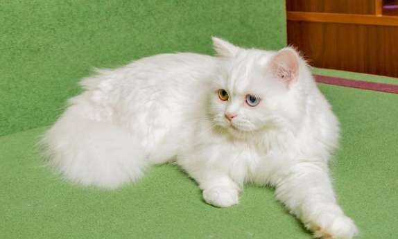 Sentences describing the appearance of Persian cats