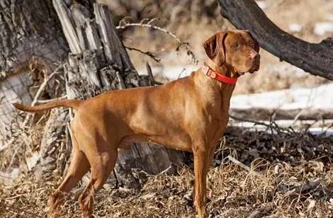 Illustration of a hunting dog's cold nose