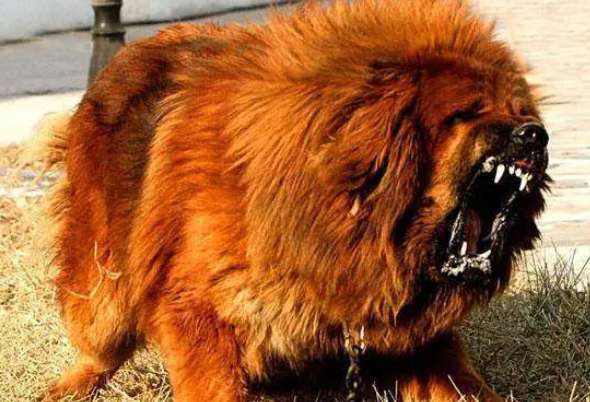 Ghost Tibetan Mastiff bites Bit to death in 7 seconds