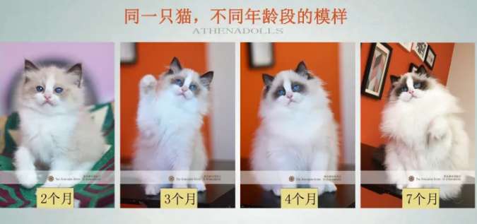 Change chart of Ragdoll cats from 1 to 12 months