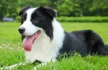 Border Collie Dog Hair Volume