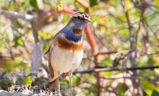 The best picture of a female blue-spotted chinbird