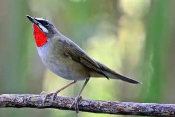 Pictures of mutated red-spotted chinbird