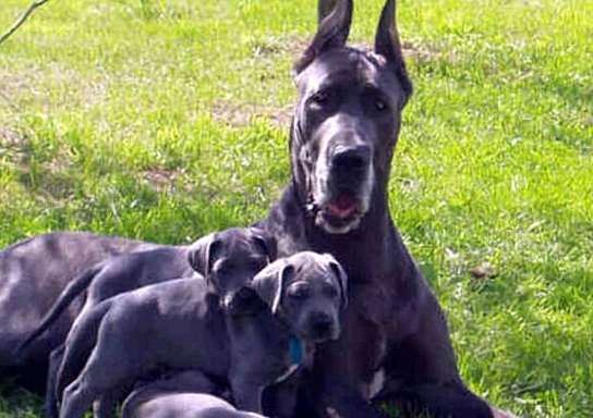 My own Great Dane puppies for sale